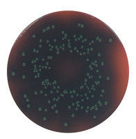PALCAM LISTERIA SELECTIVE AGAR (BASE) AC